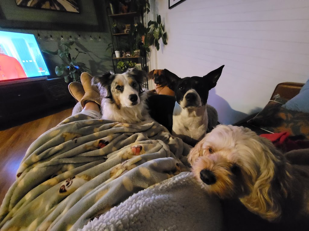 DOGGY RETREAT | Gillies St, Kurri Kurri NSW 2327, Australia | Phone: 0491 626 848