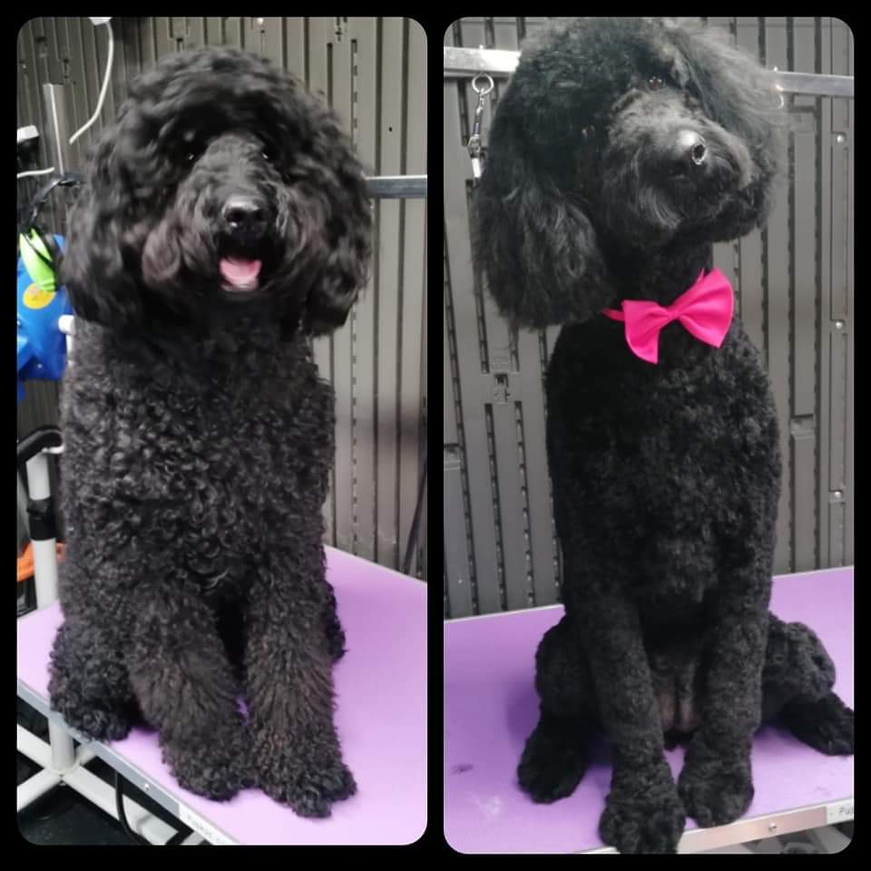 Lifetime Dog Grooming | 5 Terra Firma Cct, Clyde North VIC 3978, Australia | Phone: 0405 957 748