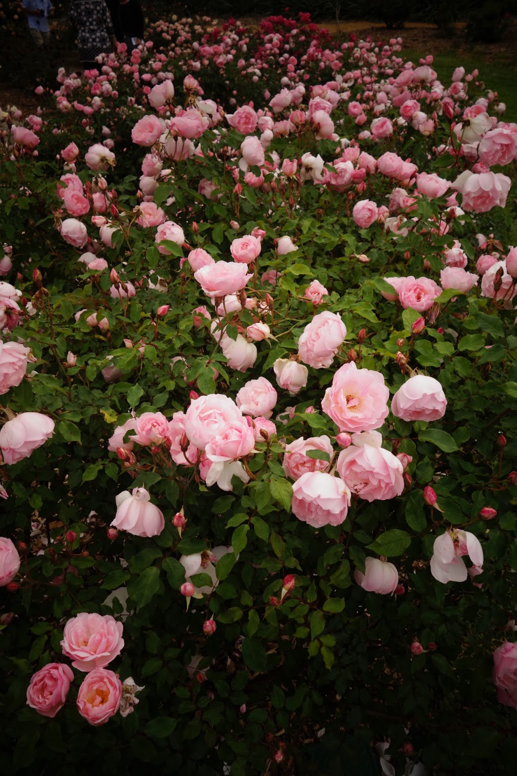 International Rose Garden and National Rose Trial Garden | park | Plane Tree Dr, Adelaide SA 5000, Australia