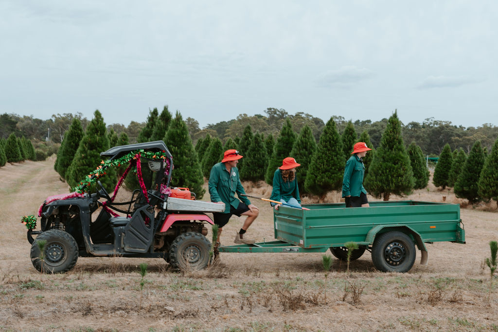 Wedderburn Christmas Trees | 64 Blackburn Rd, Wedderburn NSW 2560, Australia | Phone: 0402 086 032
