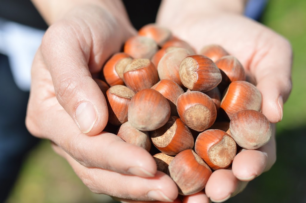 Carboor Harvest | 472 Great Alpine Rd, East Wangaratta VIC 3678, Australia | Phone: 0419 505 748
