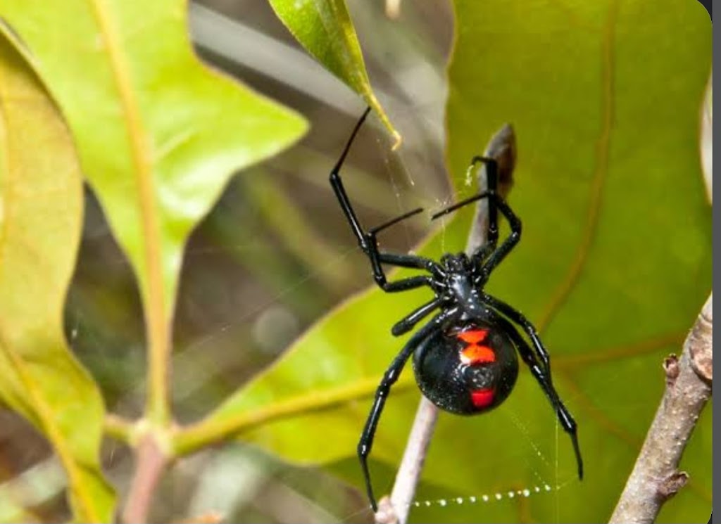 All Hours SLR Pest Control | 3 Weonga Pl, San Remo NSW 2262, Australia | Phone: (02) 4390 9619