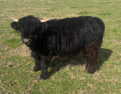 Mudgee Highlands | 106 Saleyards Ln, Mudgee NSW 2850, Australia | Phone: 0473 742 744