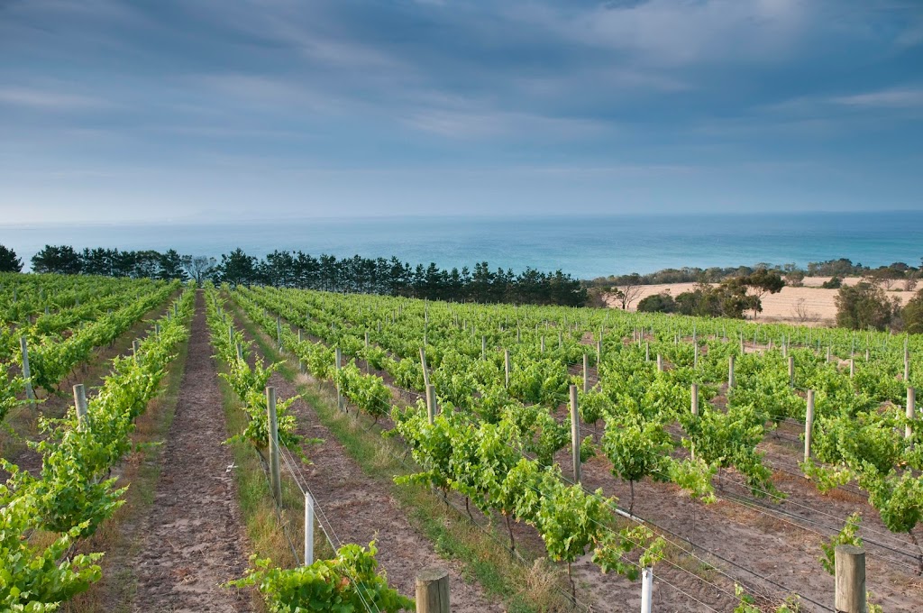 Kilgour Wines | 25 McAdams Ln, Bellarine VIC 3223, Australia | Phone: 0417 382 297