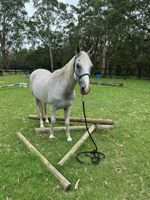 Tranquil Island Horse Experiences and Trail Obstacles | 748 Sackville Rd, Ebenezer NSW 2756, Australia | Phone: 0418 220 927