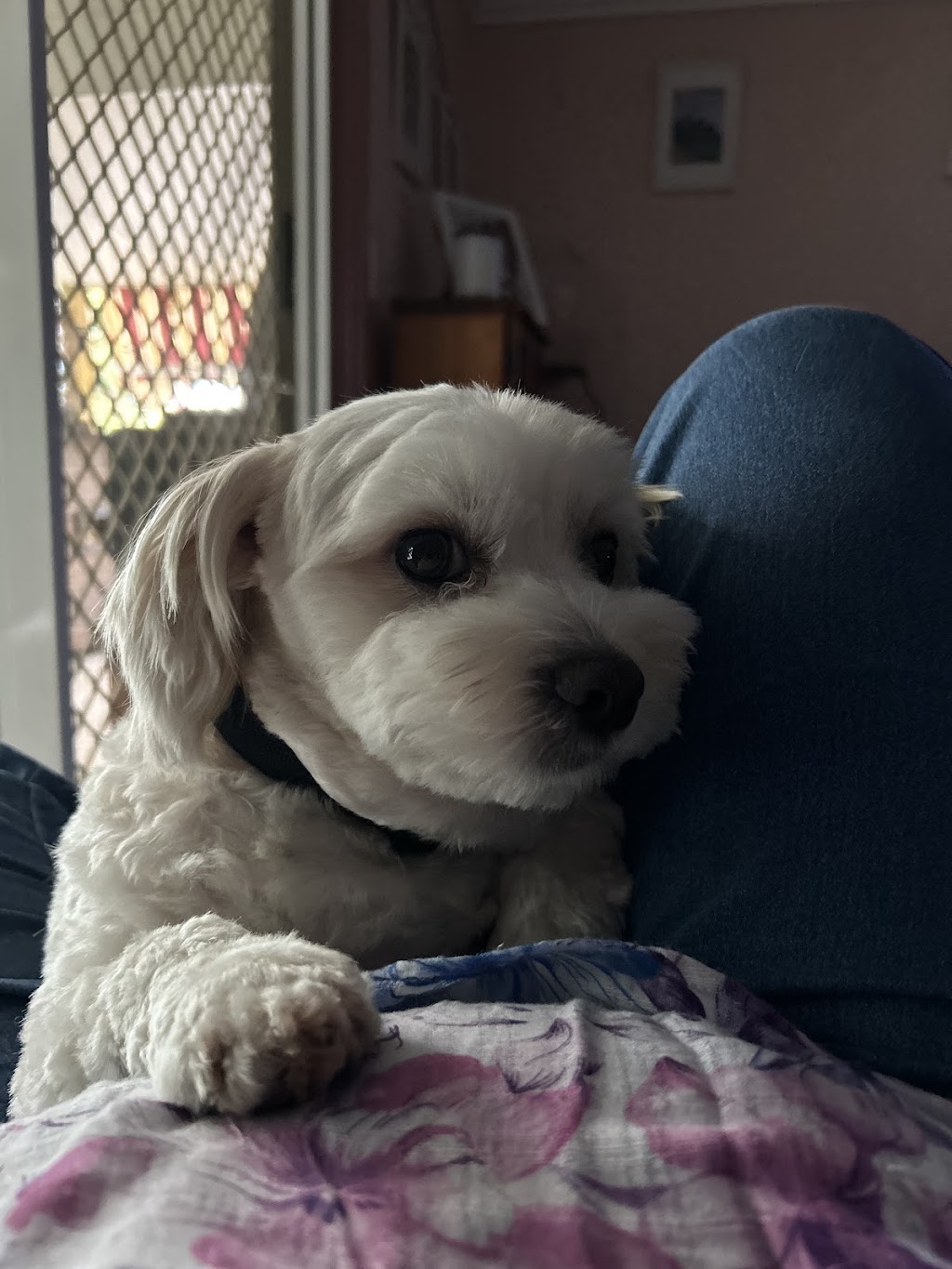 Lather and Love Canine Spa and Social Club | 19 Bell St, DAguilar QLD 4514, Australia | Phone: 0468 625 301
