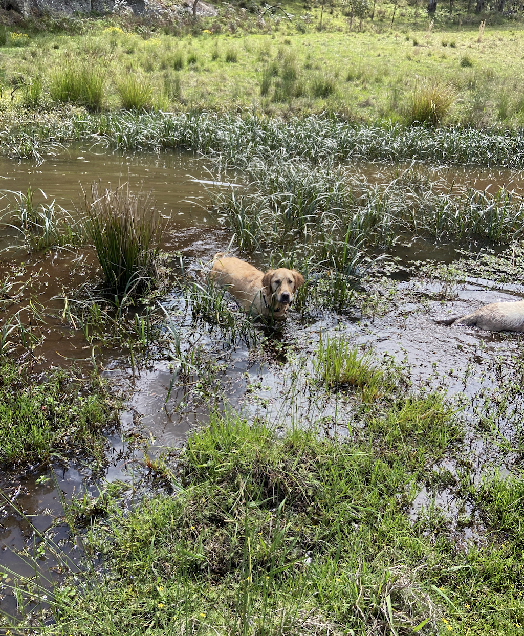 Fairway Creek Retrievers | 61 Narone Creek Rd, Wollombi NSW 2325, Australia | Phone: 0412 411 263
