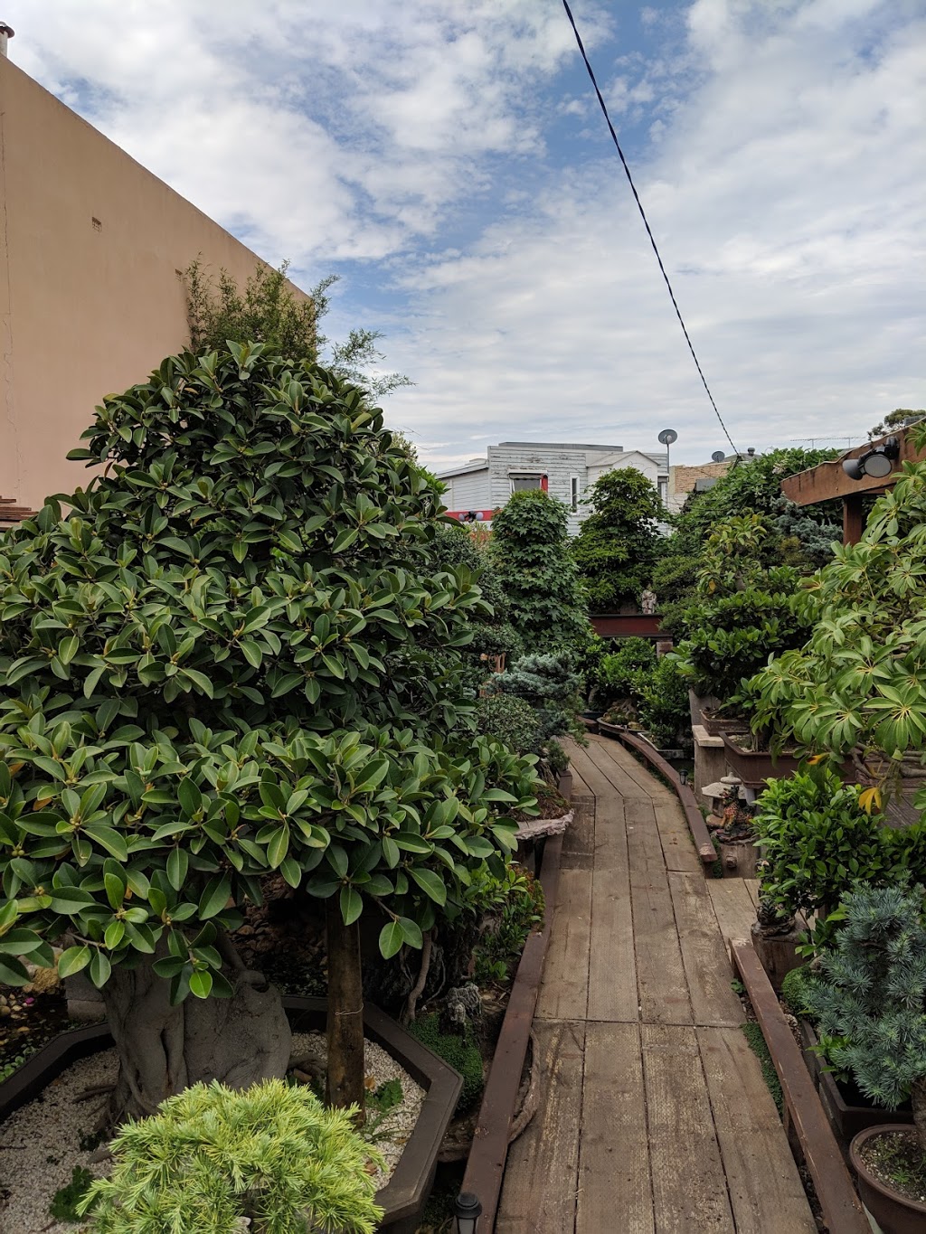 Sweet Grass Bonsai Cafe | Barkly St, Footscray VIC 3011, Australia | Phone: 0488 688 808