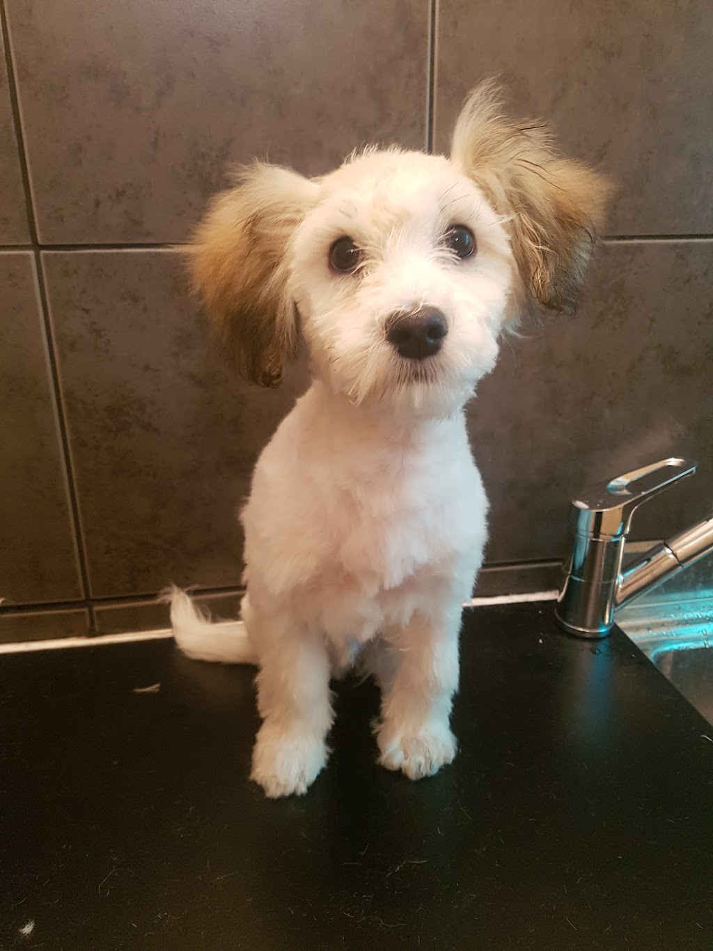 Miss and Pups Dog Grooming | Newark Ave, Newborough VIC 3825, Australia | Phone: 0477 149 251