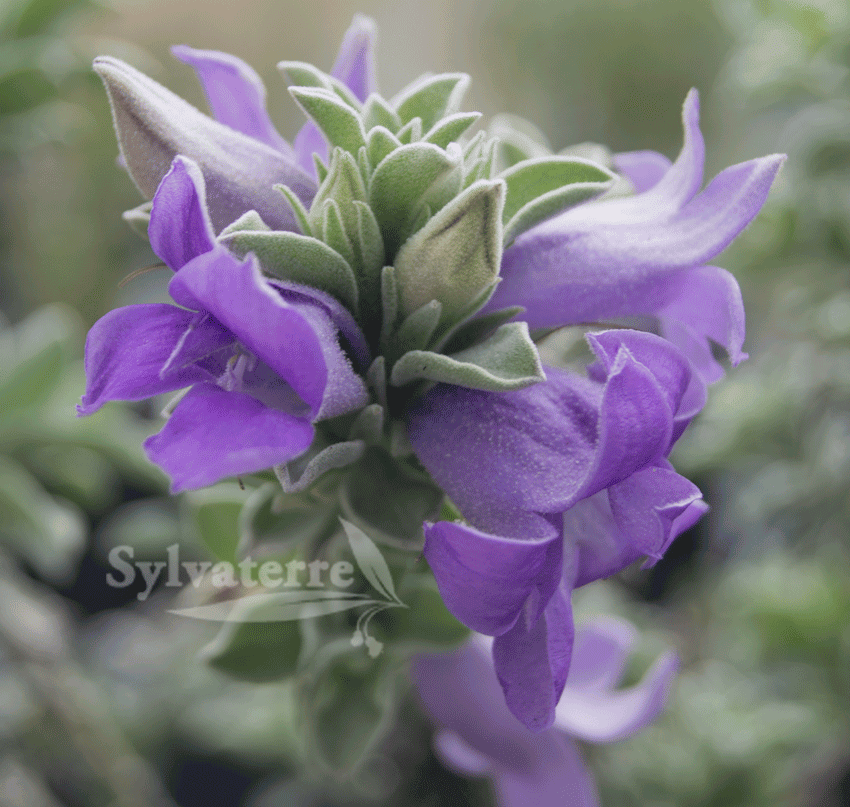 Sylvaterre Native Nursery | 1126 Sylvaterre-Timms Lake Rd, Sylvaterre VIC 3575, Australia | Phone: 0455 140 421