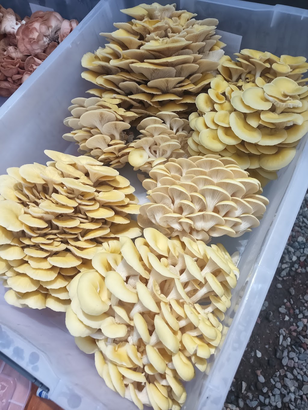 MindRise / EarthRising Mushroom Farm | Cataract St, Lawson NSW 2783, Australia | Phone: 0452 403 790