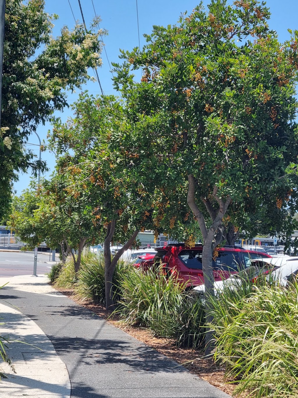 Delivertree | 19-25 Markwell Rd, Caboolture QLD 4510, Australia | Phone: 0401 443 470