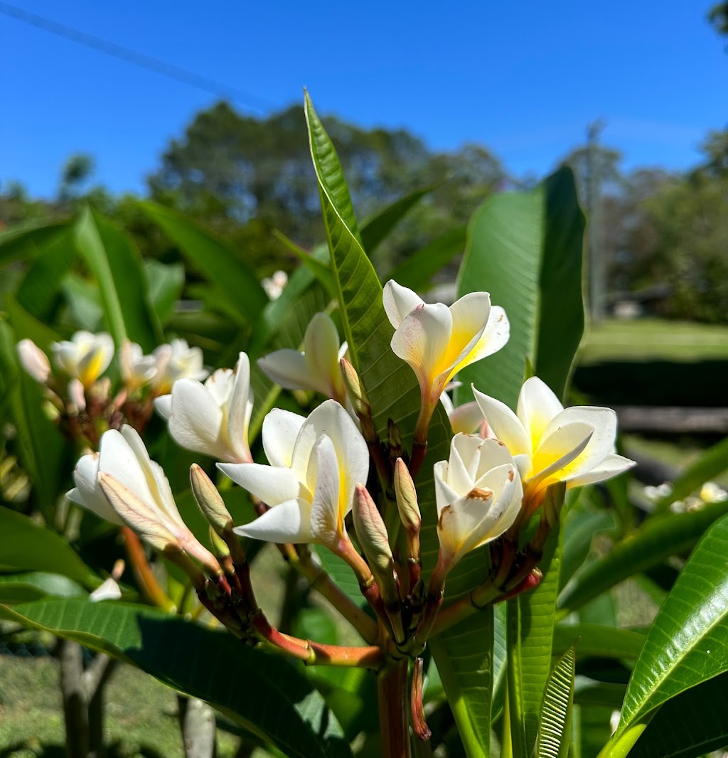 Trusting Connections Counselling | 1 Idolou Ct, Mudgeeraba QLD 4213, Australia | Phone: 0411 445 038