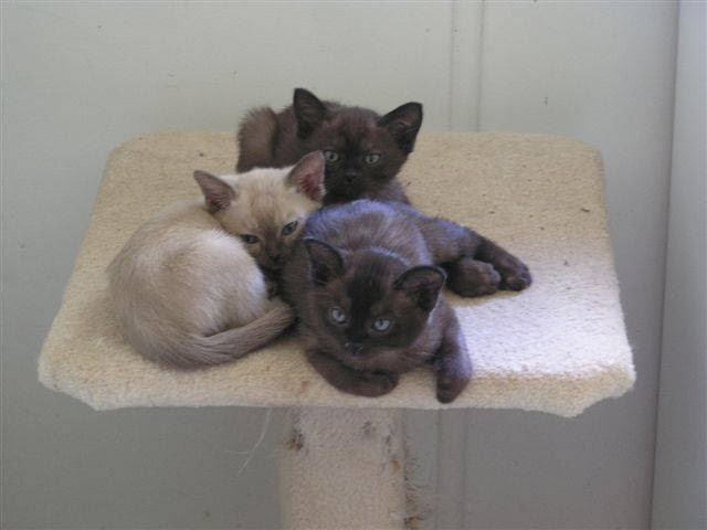 bayside cattery