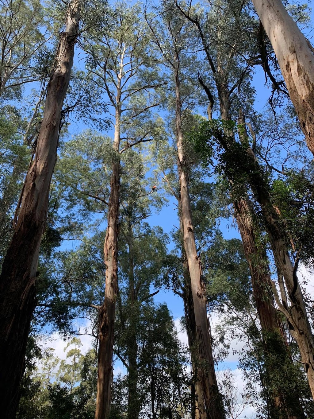 Trusted Tree Services | 50 Ferguson St, Upwey VIC 3158, Australia | Phone: 0414 461 615