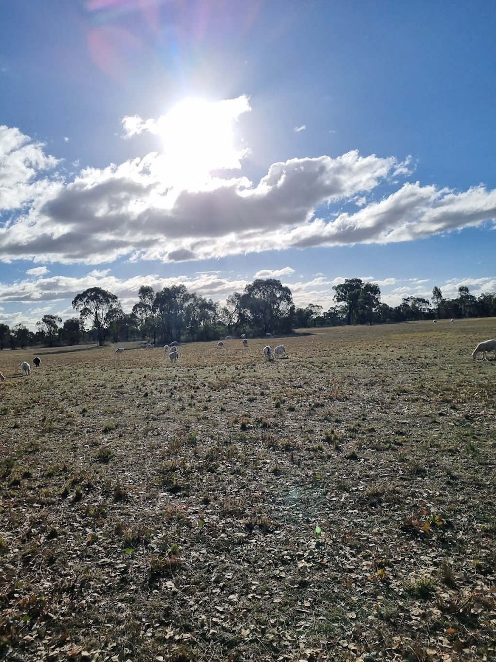 Morgans Meadow | 835 Yarrawonga Rd, Yarrawonga NSW 2850, Australia | Phone: 0408 860 072