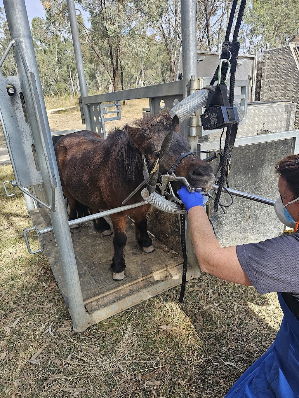 Murray Valley Equine Dental Vet | 22 Tinklers Rd, Picola VIC 3639, Australia | Phone: 0408 237 581