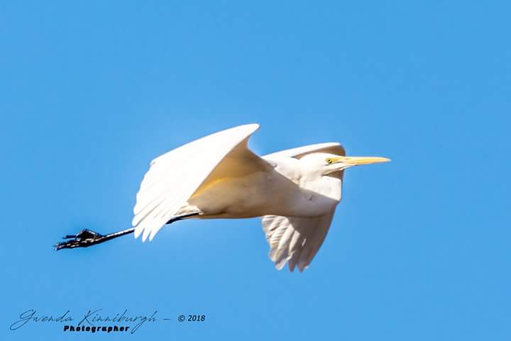 Fivebough and Tuckerbil Wetlands | park | Leeton NSW 2705, Australia | 0269601343 OR +61 2 6960 1343