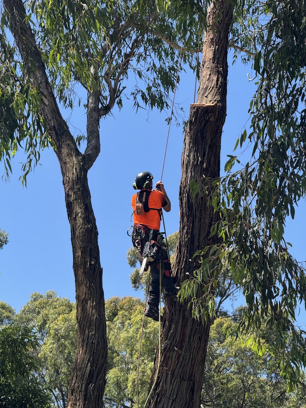 Davies Arboriculture | 135 Emerald-Monbulk Rd, Emerald VIC 3782, Australia | Phone: 0407 118 278