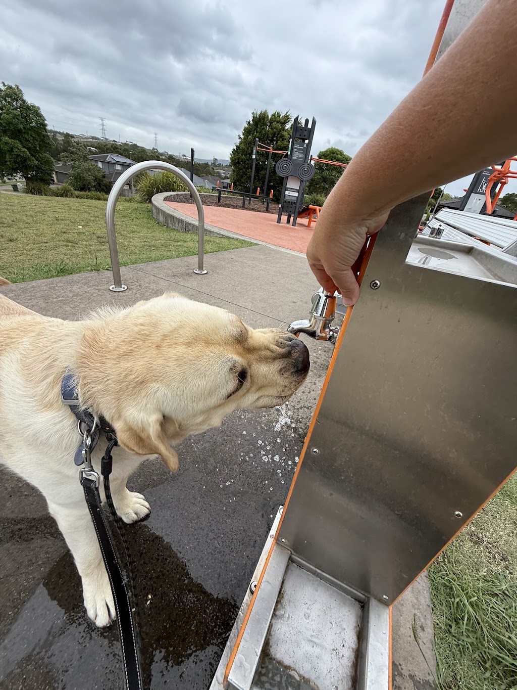 Pack Leader Dog Services | 15 Charlotte St, Holmesville NSW 2286, Australia | Phone: 0415 421 805