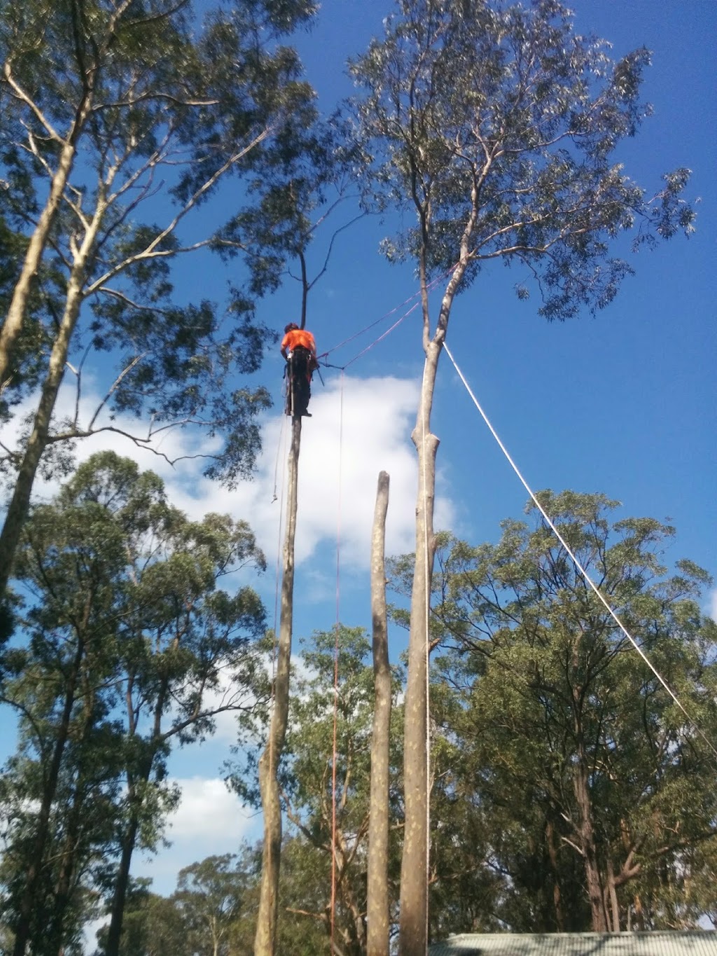 Timberwolf Tree Service |  | 18 Candish Cres, Whitebridge NSW 2290, Australia | 0401215655 OR +61 401 215 655
