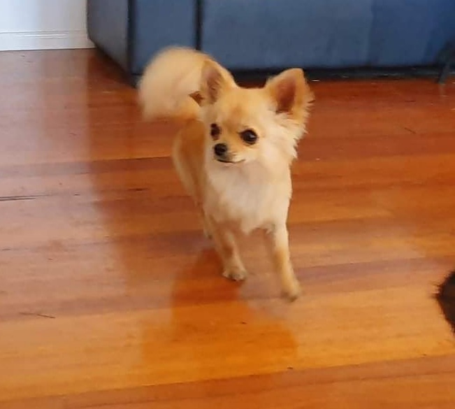 Valhalla Dog Grooming | 26 Rees James Rd, Raymond Terrace NSW 2324, Australia | Phone: 0403 564 188