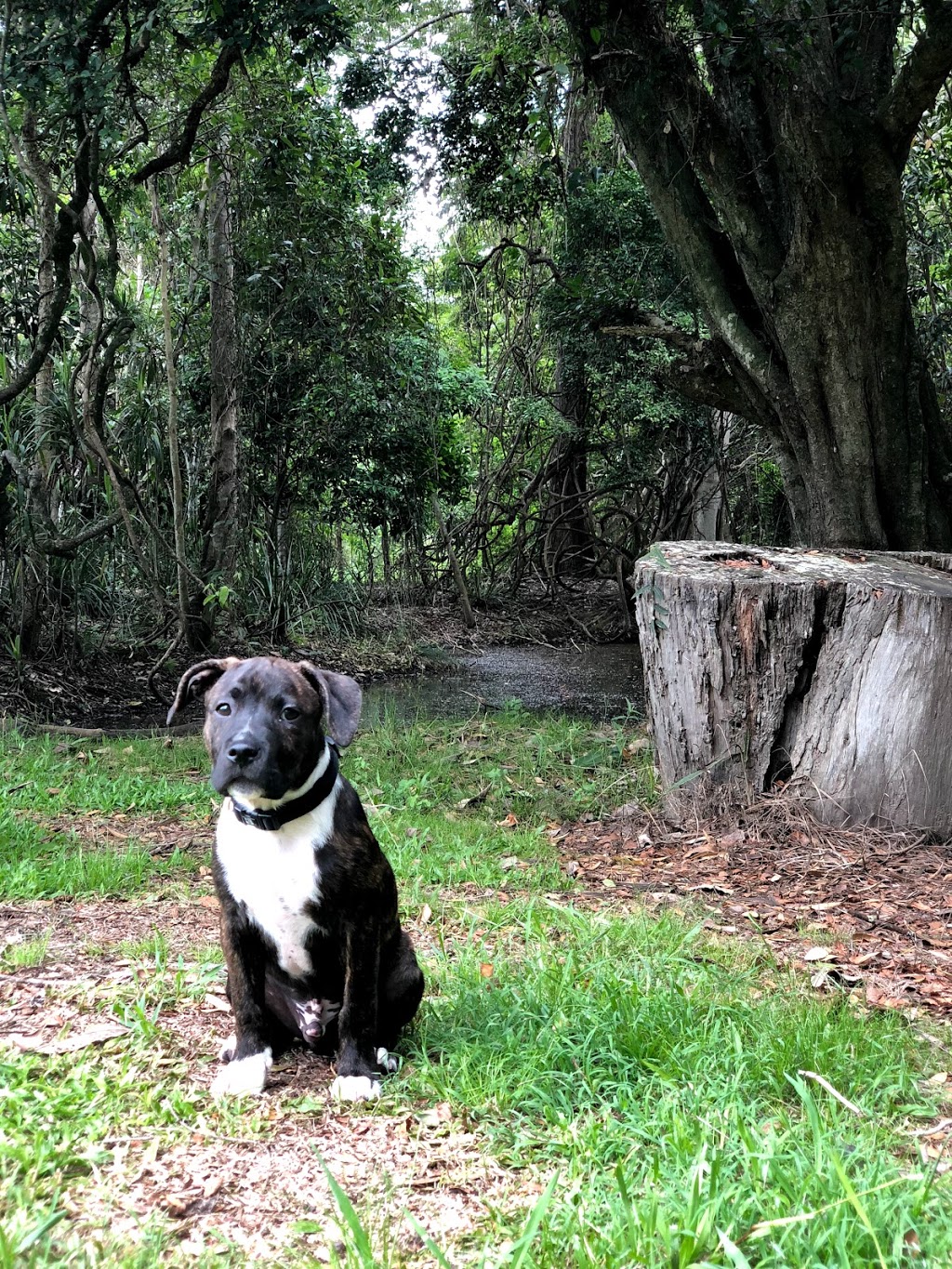 Hinterland Regional Fenced Agility Dog Park | Mudgeeraba QLD 4213, Australia