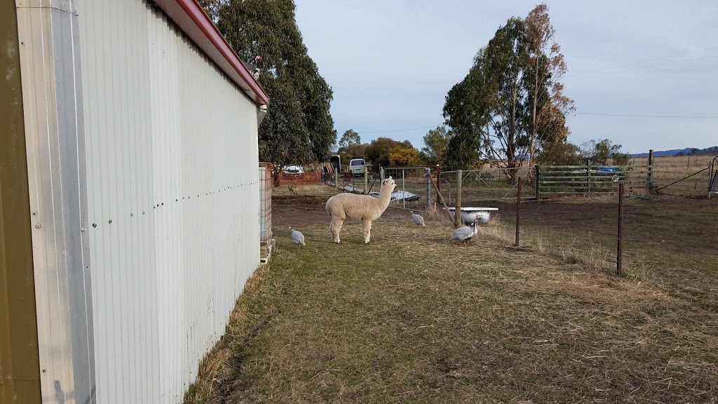 Toffeemont Alpacas | 53 Orielton Rd, Orielton TAS 7172, Australia | Phone: 0428 939 979