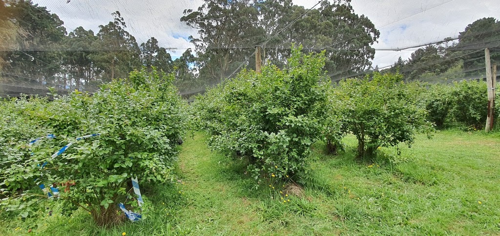 Folly Farm Blueberry Growers | 192 Falls Rd, Olinda VIC 3788, Australia | Phone: (03) 9751 2184