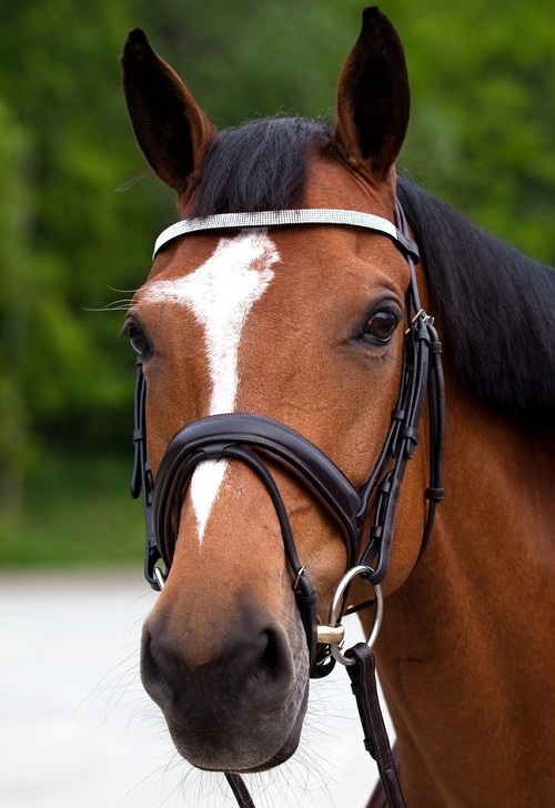 Redgum Saddlery | 145 Berkeley Rd, Berkeley NSW 2506, Australia | Phone: (02) 4272 2298