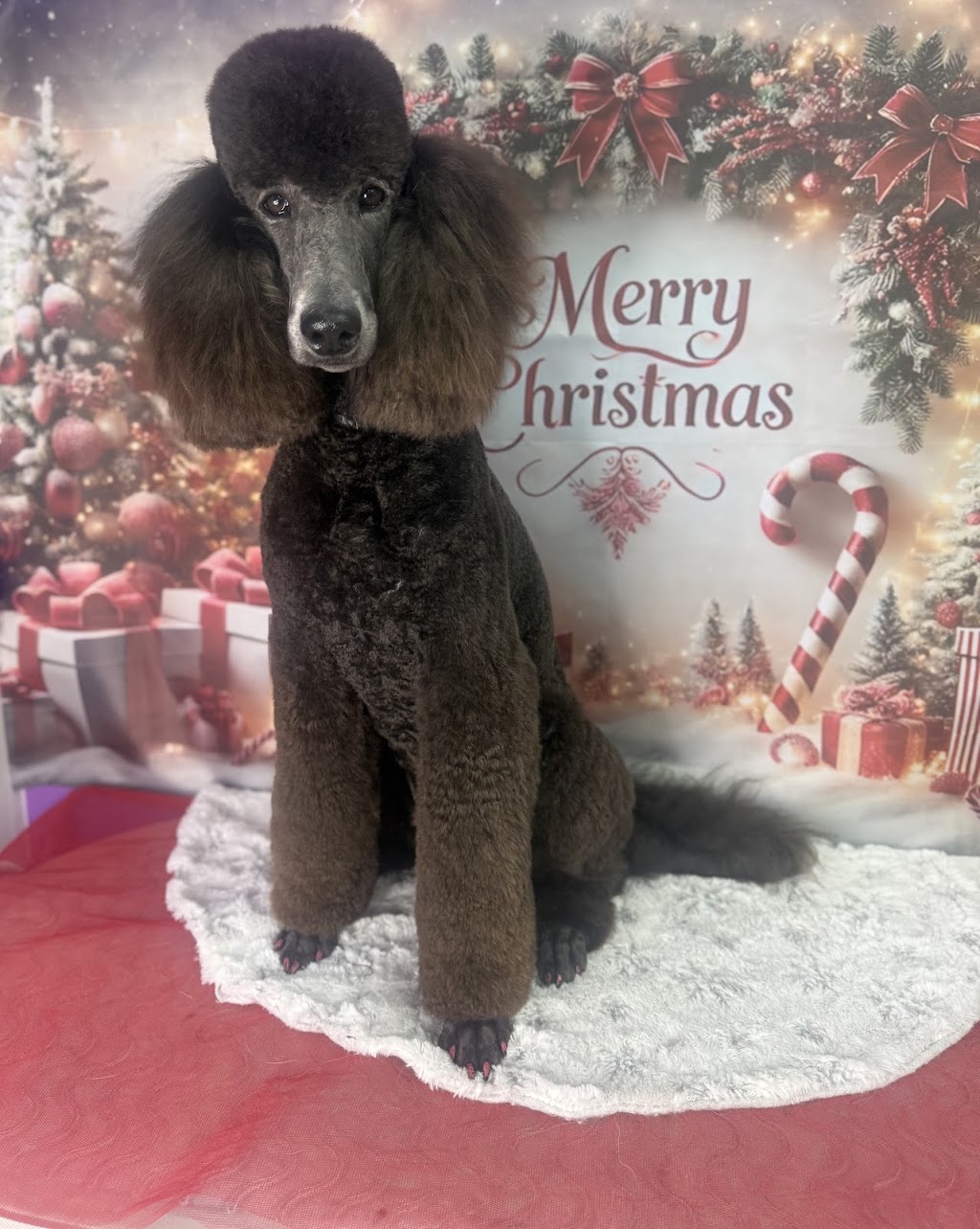 The Pamper Pup House | 680 Arina Rd, Bargo NSW 2574, Australia | Phone: 0493 308 557