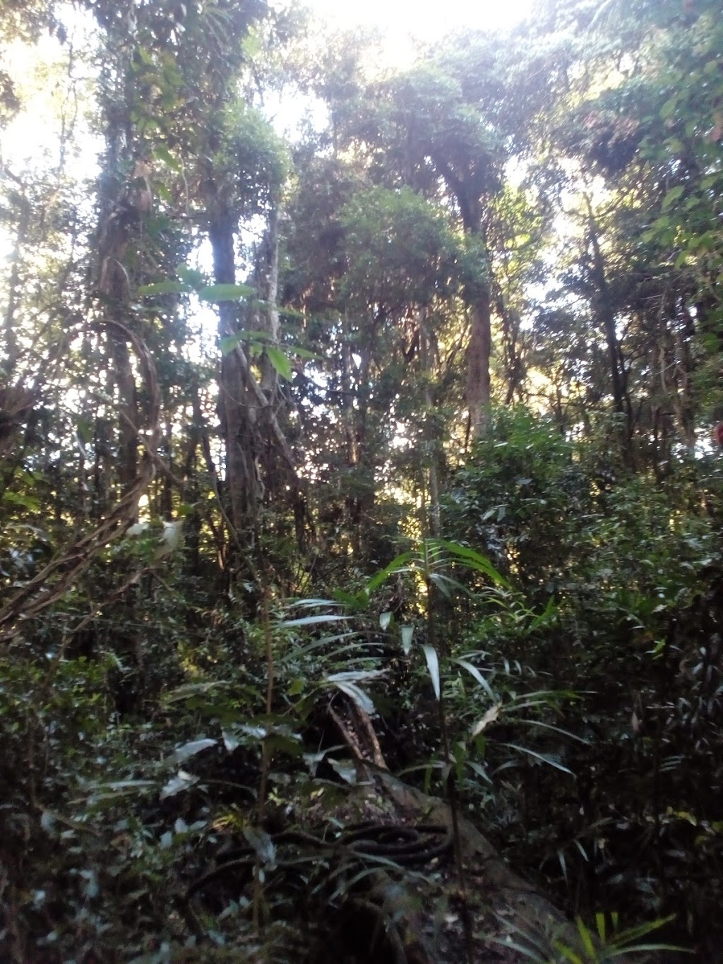 Booyong Nature Reserve | park | Booyong Rd, Booyong NSW 2480, Australia