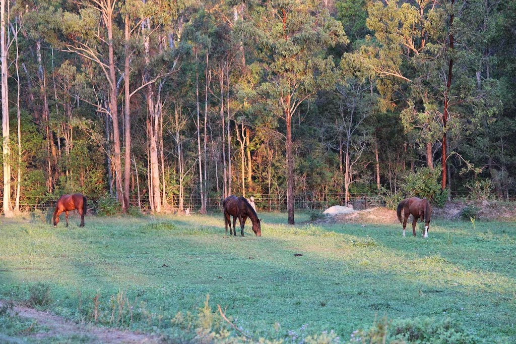 Curra Ridge Horse Rides |  | 163 Ashfords Rd, Curra QLD 4570, Australia | 0413213902 OR +61 413 213 902