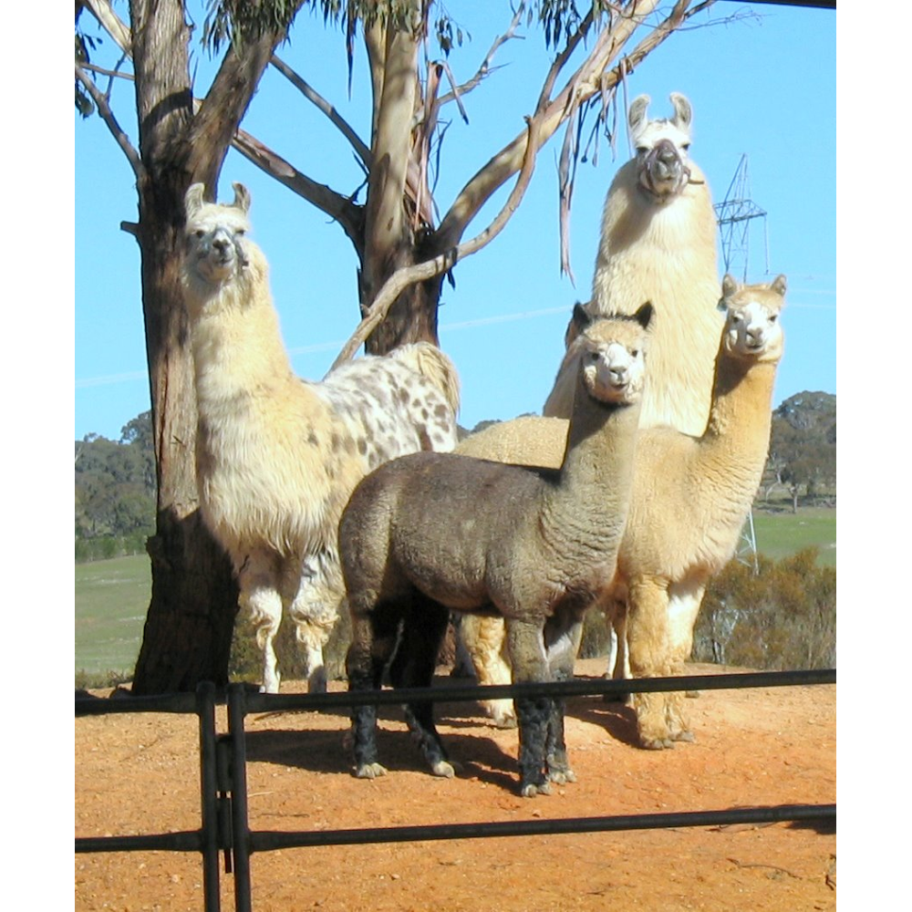 Alpaca Magic | 2771 Sutton Rd, Sutton NSW 2620, Australia | Phone: (02) 6230 3311