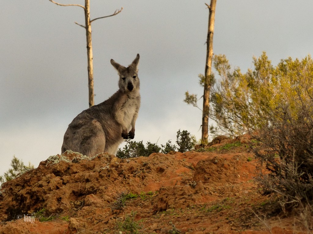 Kulcurna Homestead | LOT 33 Cal Lal Rd, Rufus River NSW 2648, Australia | Phone: (03) 5027 8241