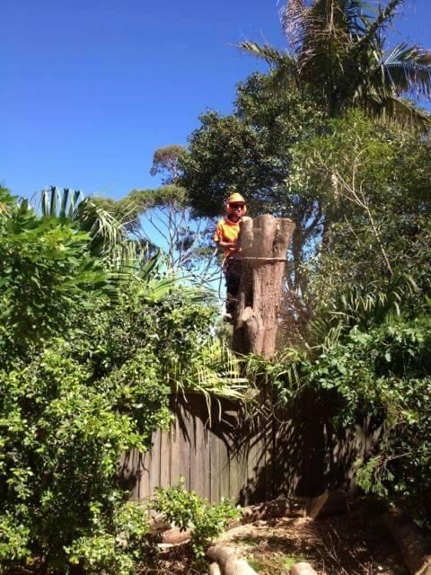 Tip Top Trees and Gardens |  | 57 Hillcrest Ave, Mona Vale NSW 2103, Australia | 0432194874 OR +61 432 194 874