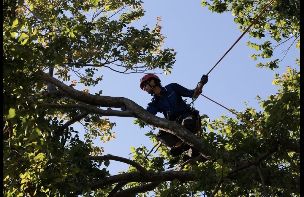 Ultimate Arbor | 406 Glenrowan Rd, Wangaratta South VIC 3678, Australia | Phone: 0477 776 131