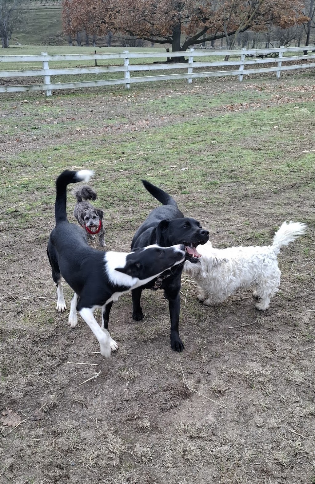 Tumbarumba Paws and Play (Tumbarumba) | 53 Gilbert St, Tumbarumba NSW 2653, Australia | Phone: 0417 202 784