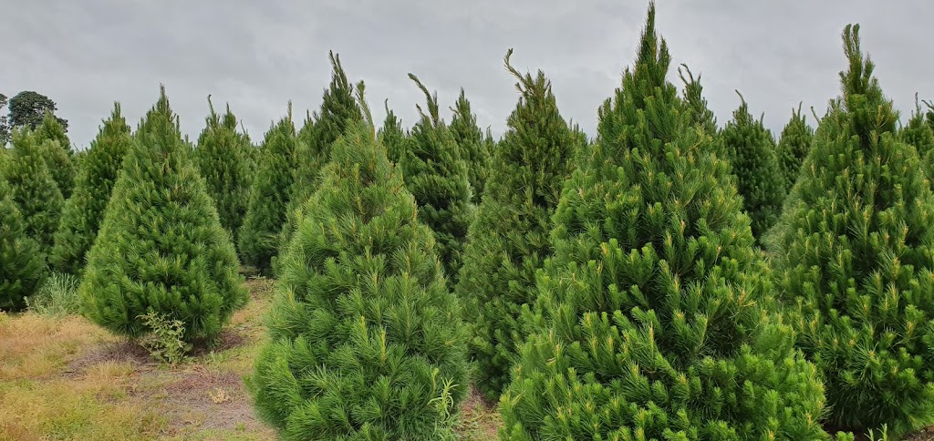 Adelaide Hills Christmas Trees |  | 820 Mount Barker Rd, Verdun SA 5245, Australia | 0439080280 OR +61 439 080 280