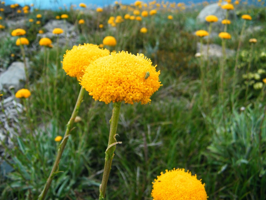 Victorian Alps Nursery - Mount Hotham Resort Management | 5338 Great Alpine Rd, Bright VIC 3741, Australia | Phone: 0408 151 130