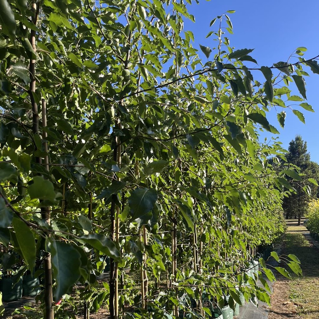 Winwood Advanced Trees | Winwood Advanced Trees, Gordon VIC 3345, Australia | Phone: 0423 336 379