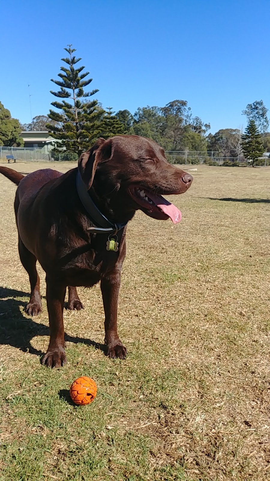 Theiss Dog Park | park | Darling Heights QLD 4350, Australia