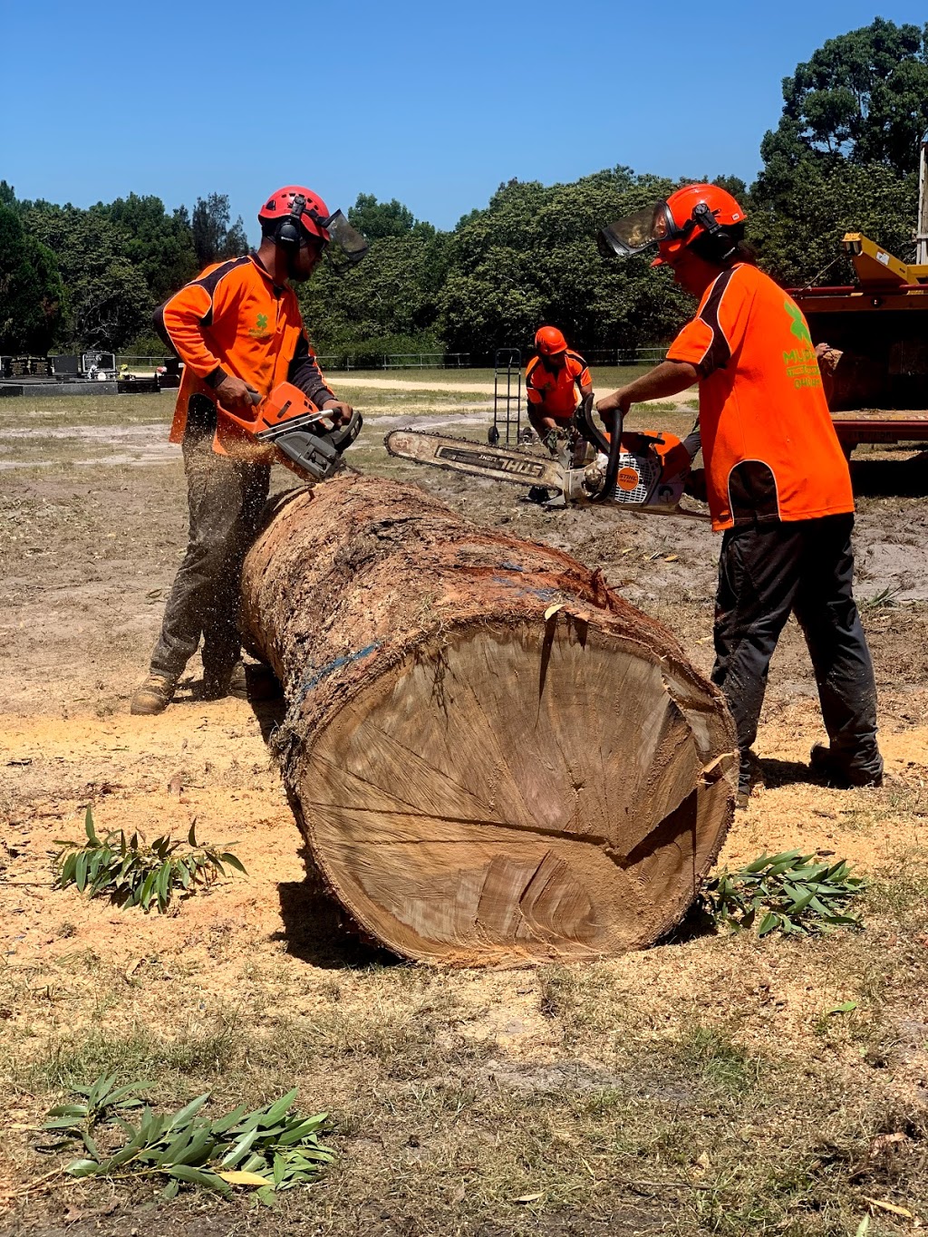 Murphy’s Tree & Stump Service Pty Ltd | 8A Hepburn Cl, Rutherford NSW 2320, Australia | Phone: 0401 841 886