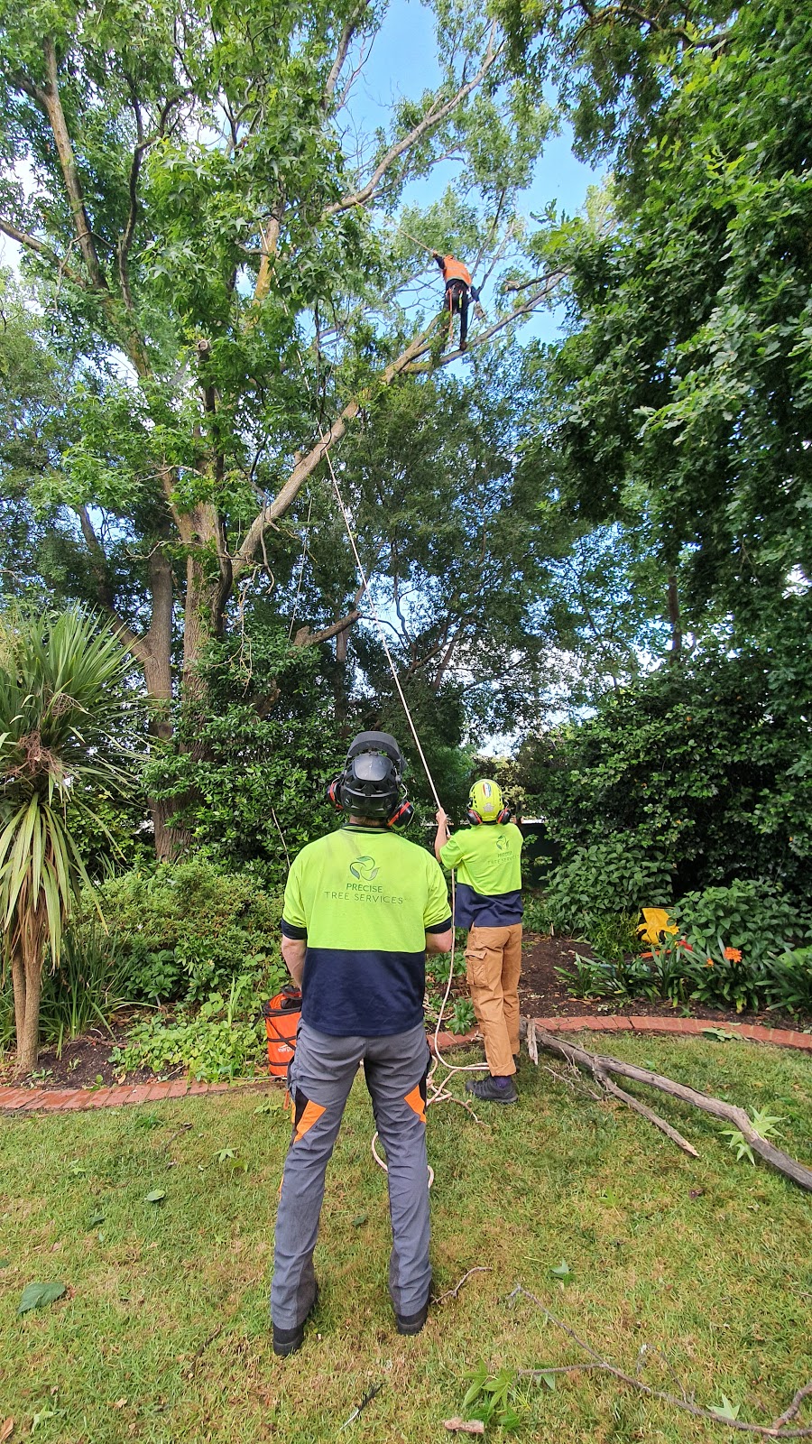 Precise Tree Services pty Ltd. | Kew, Kew East VIC 3102, Australia | Phone: 0499 440 084