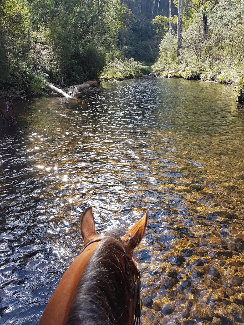 High Country Horse Rides | travel agency | 10 McCormacks Rd., Merrijig VIC 3723, Australia | 0357775590 OR +61 3 5777 5590
