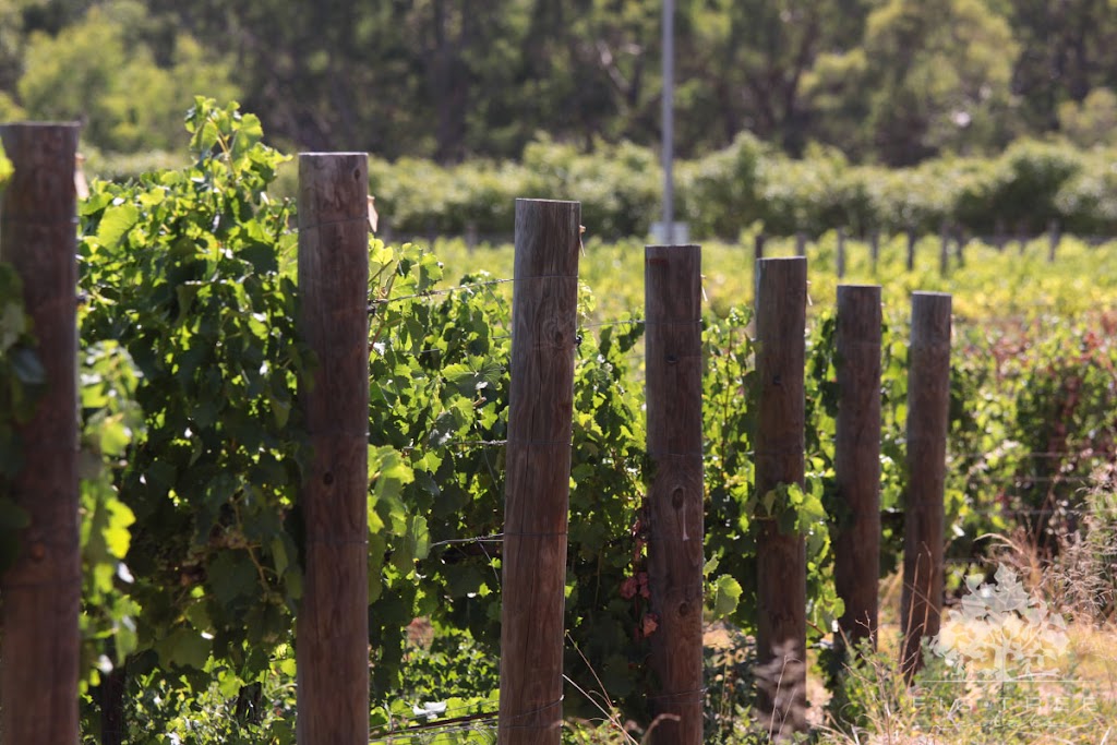 Fig Tree Estate Winery | 100 Bisdee Rd, Millendon WA 6056, Australia | Phone: (08) 9296 2669