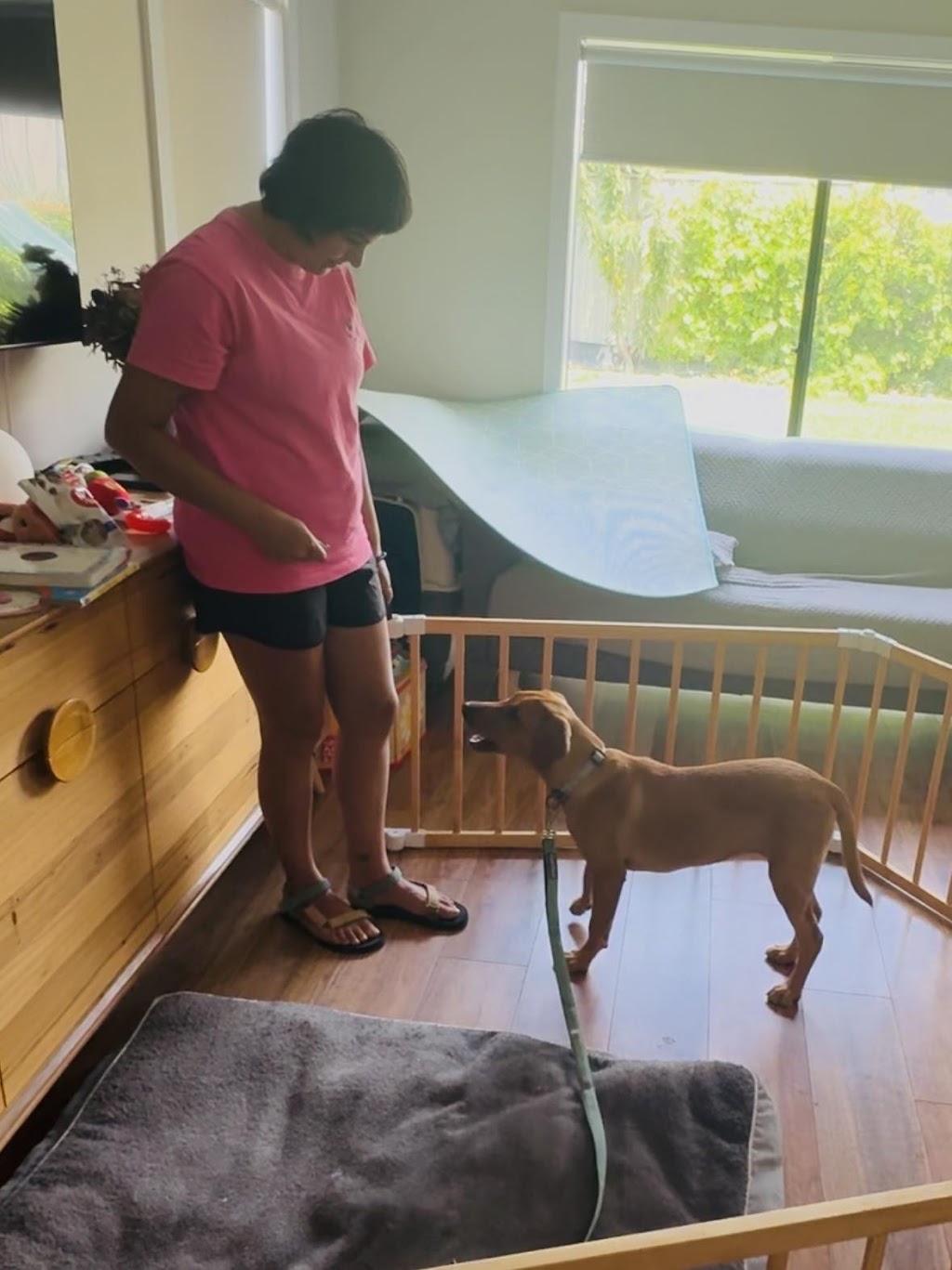 The Surf Coast Dog Trainer | 1430 Surf Coast Hwy, Torquay VIC 3228, Australia | Phone: 0402 225 860