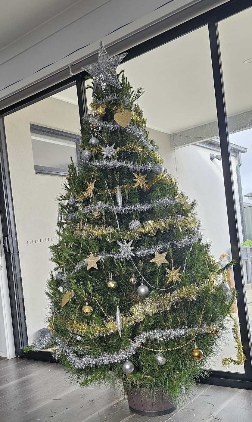 Cardigan Christmas Tree Farm | 10 Powells Rd, Windermere VIC 3352, Australia | Phone: 0491 084 102