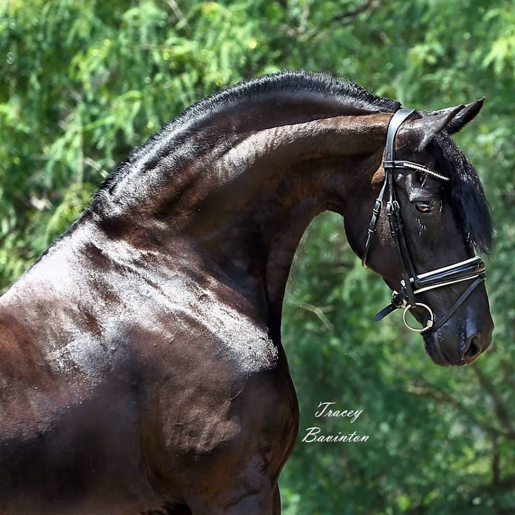 Van Demears Friesian Horses |  | 91-147 Plunkett Rd, Tamborine QLD 4270, Australia | 0437437650 OR +61 437 437 650