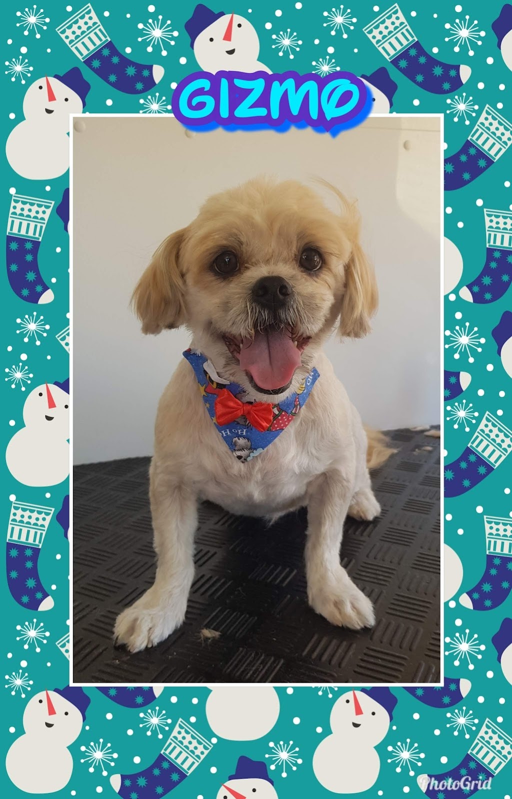 Bubble Roo Pet Grooming | Albatross Loop, Bennett Springs WA 6063, Australia | Phone: 0415 575 251